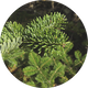 Fir Resin