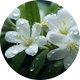 Jasmine