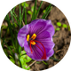 Saffron