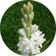 Tuberose