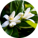 Tunisian Orange Blossom