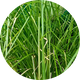 Vetival